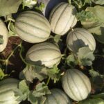 agricell-meera-img-2