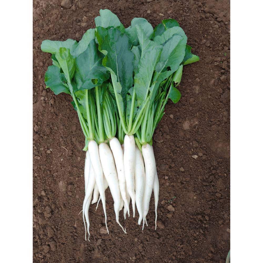 AGRICELL 41-img