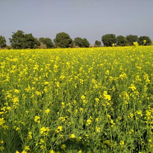 agricell-1292-img-1