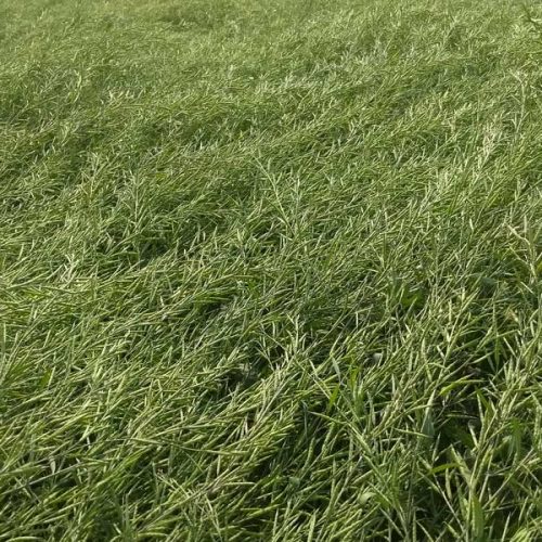 agricell-1292-img-3