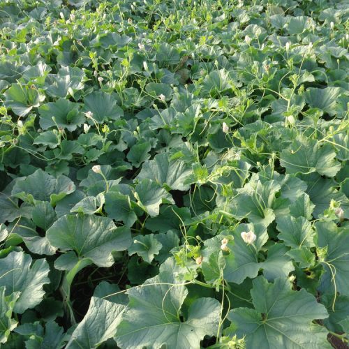agricell-501-img-1