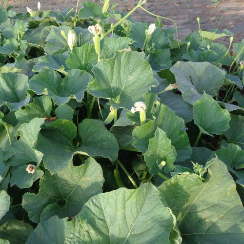 agricell-501-img-2