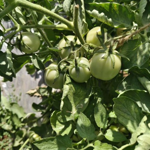 agricell-530-img-1