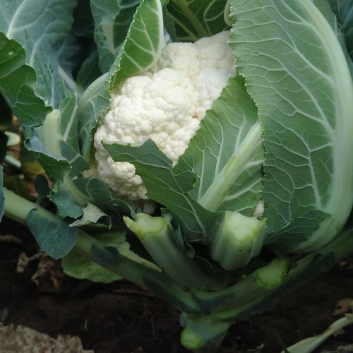 agricell-775-img-7