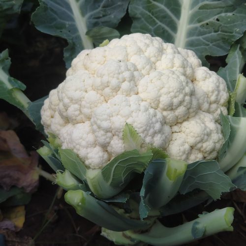 agricell-775-img-8