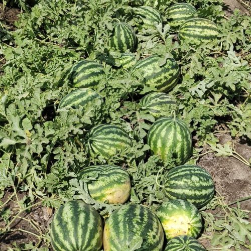 agricell-boss-img-3