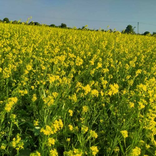 agricell-heera-1