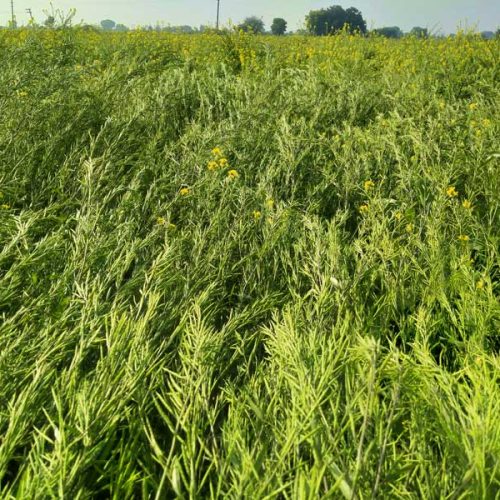 agricell-heera-2