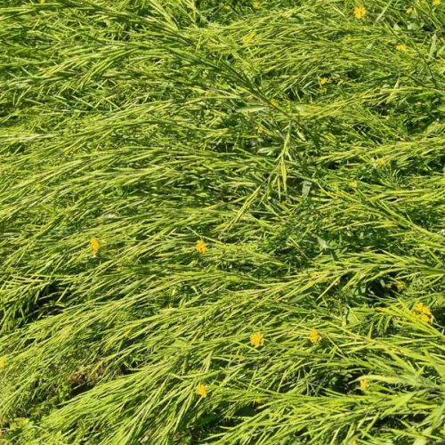 agricell-heera-3
