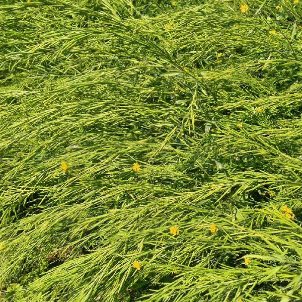 agricell-heera-3