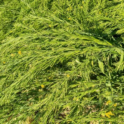 agricell-heera-4