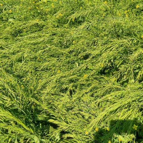agricell-heera-5