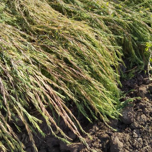 agricell-heera-6