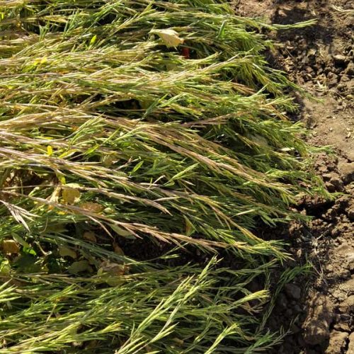 agricell-heera-7