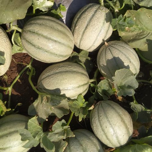 agricell-meera-img-2