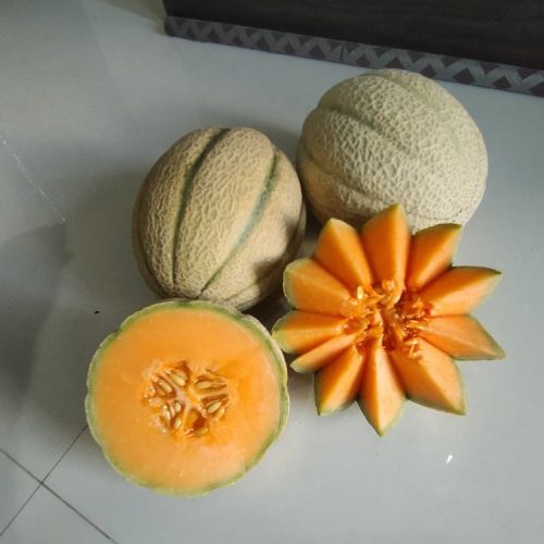 agricell-meera-img-3