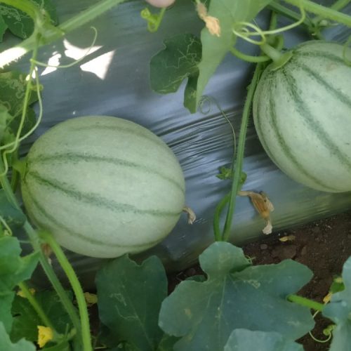 agricell-meera-img-4