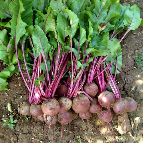 beetroot-img-2