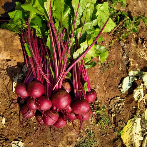 beetroot-img-3