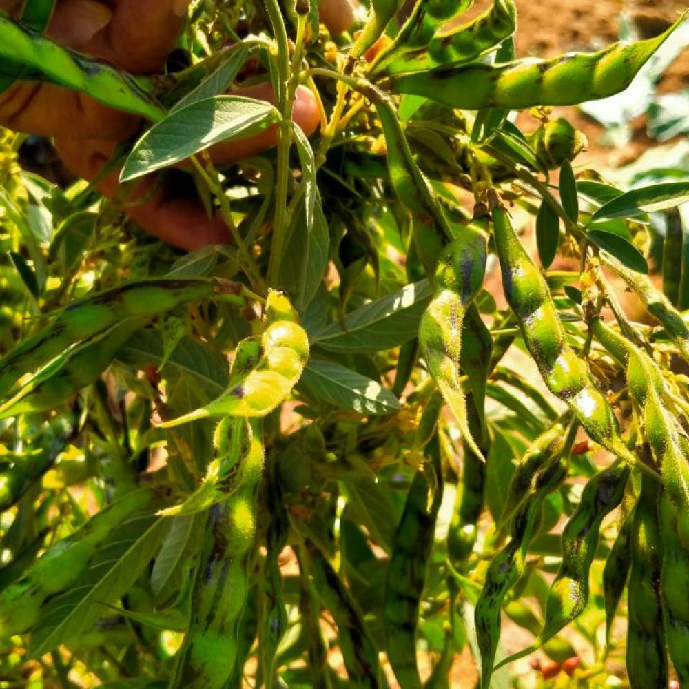 pigeon-pea-img-1